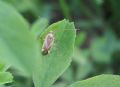 Adelphocoris lineolatus